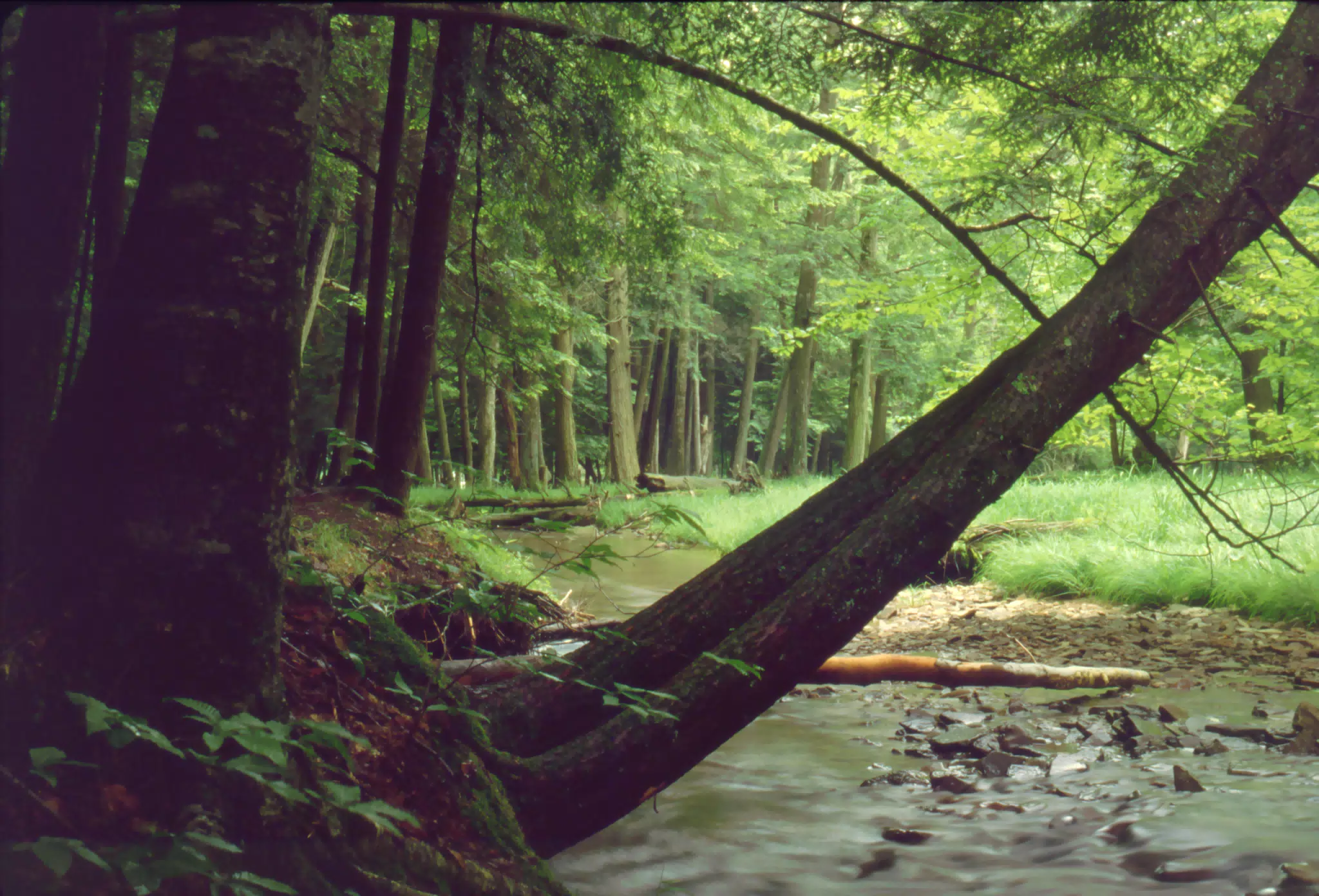 Allegheny National Forest - Stream