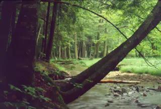 Allegheny National Forest - Stream