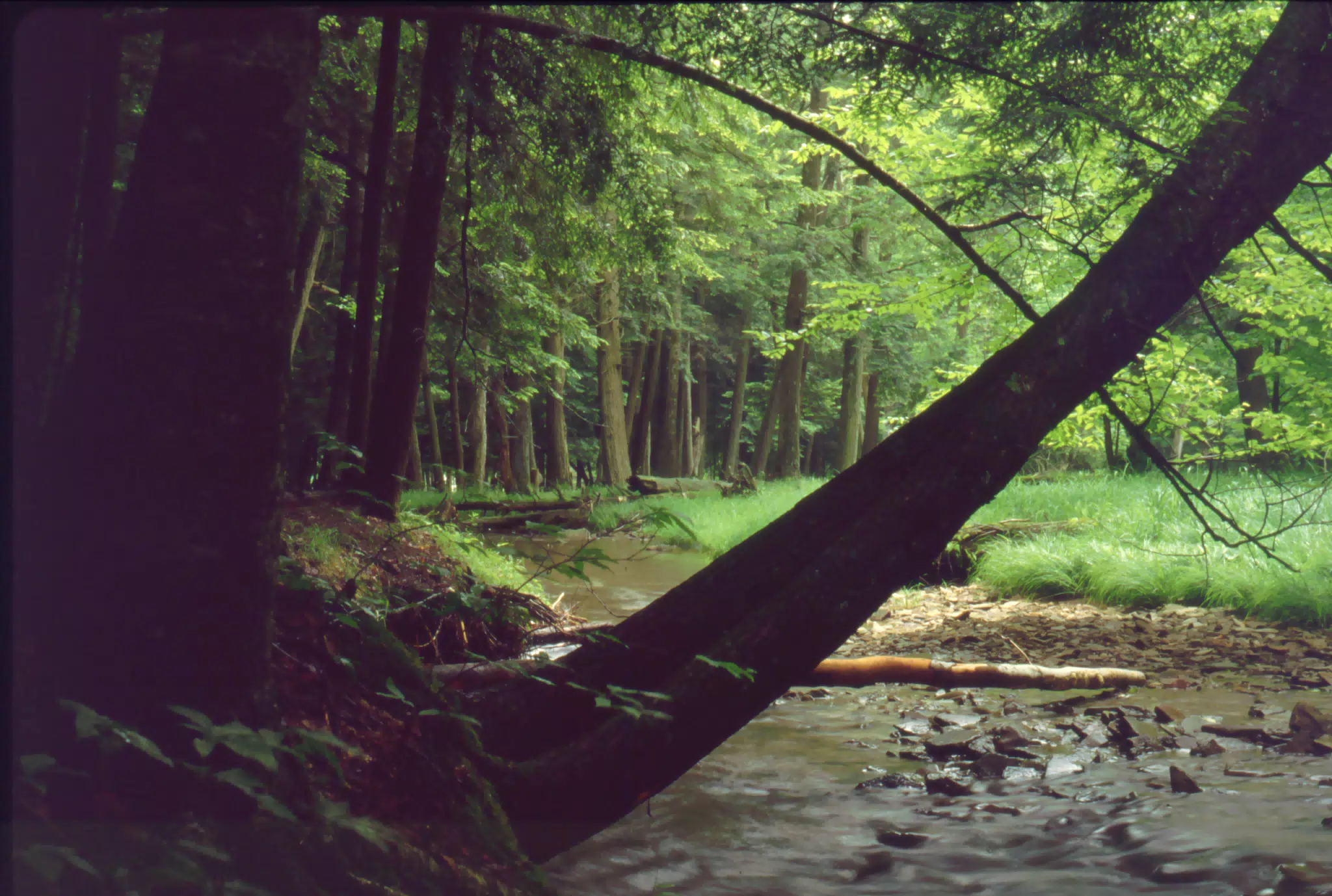 Allegheny National Forest - Stream