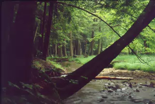 Allegheny National Forest - Stream