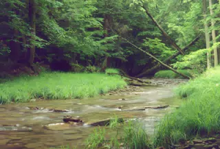 Allegheny National Forest - Stream