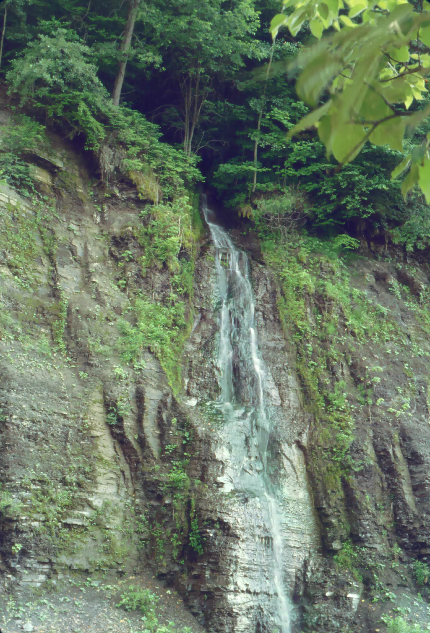 Allegheny National Forest