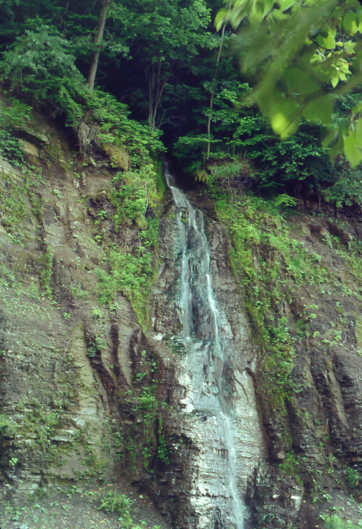 Allegheny National Forest