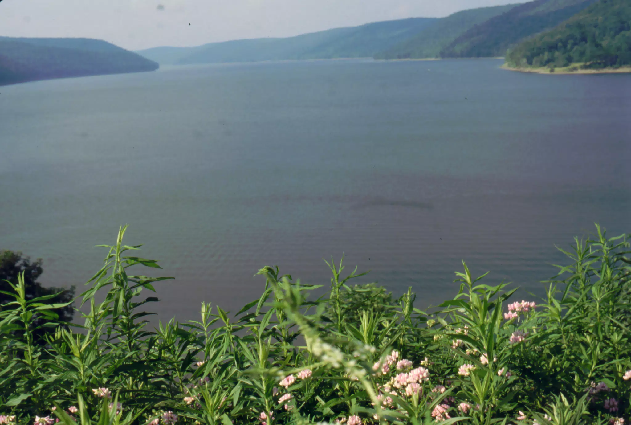 Allegheny National Forest