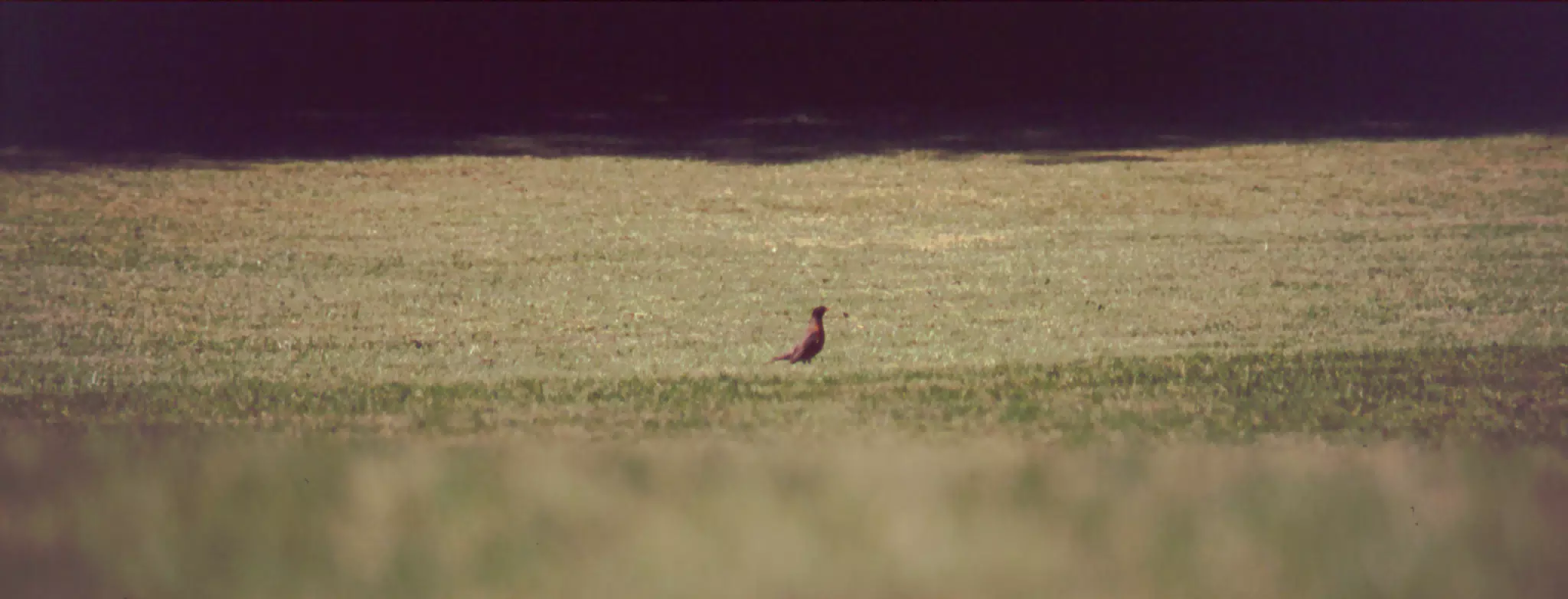 Bird on Lawn