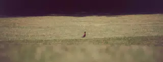 Bird on Lawn