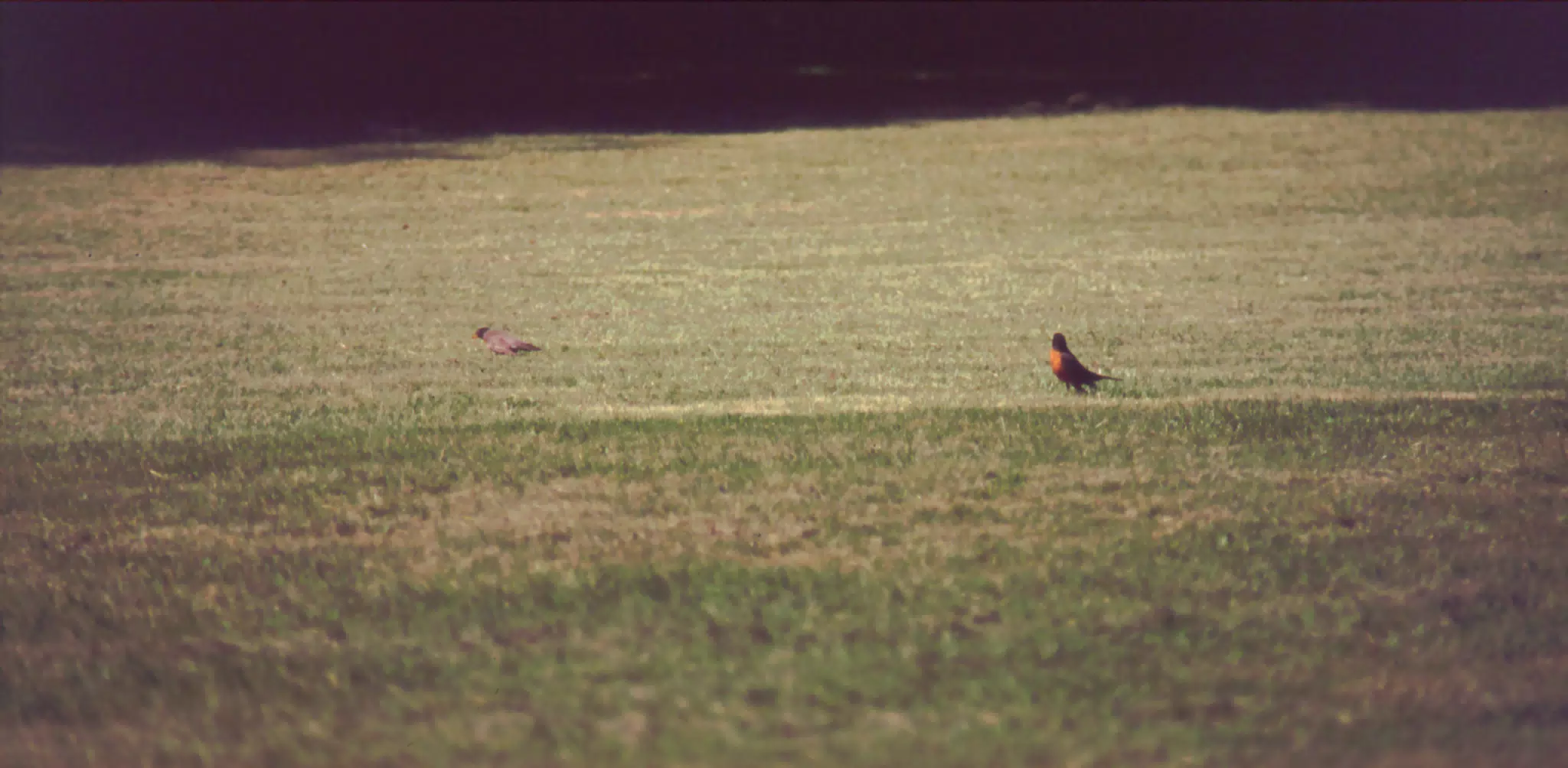 Bird on Lawn