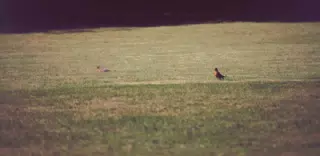 Bird on Lawn