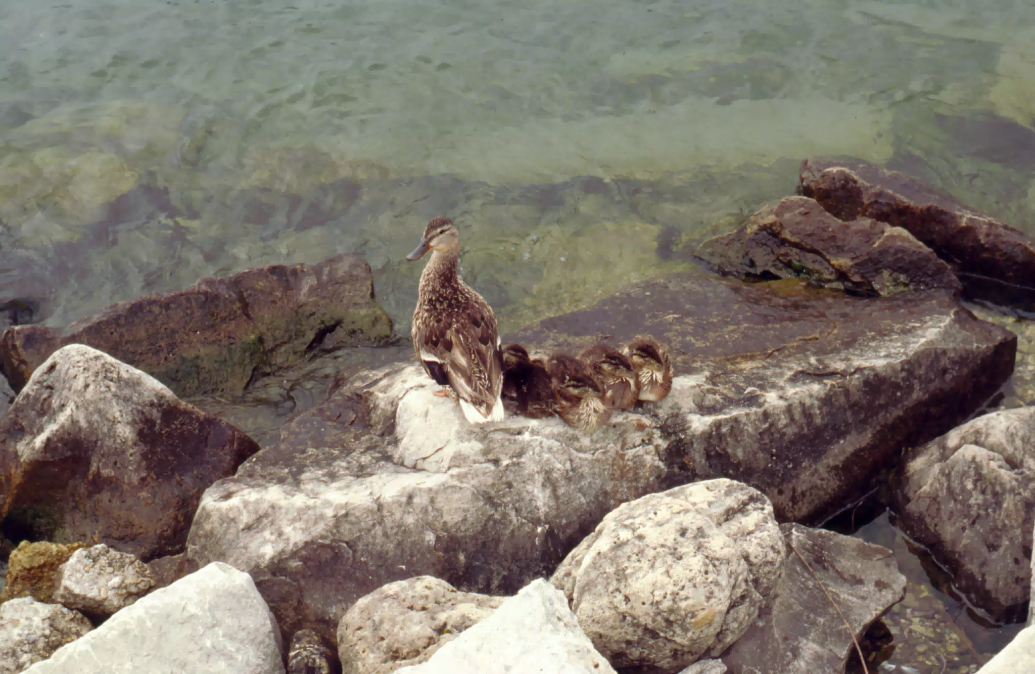 1994_162