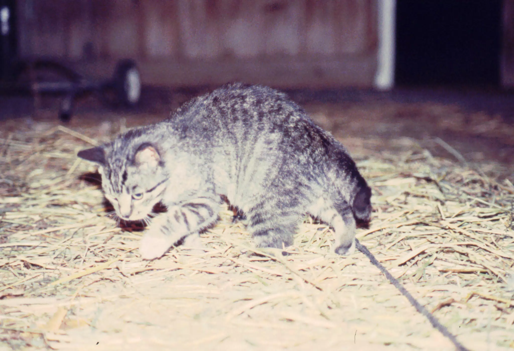 Barn Cat in Barn