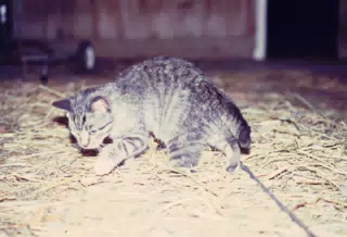 Barn Cat in Barn