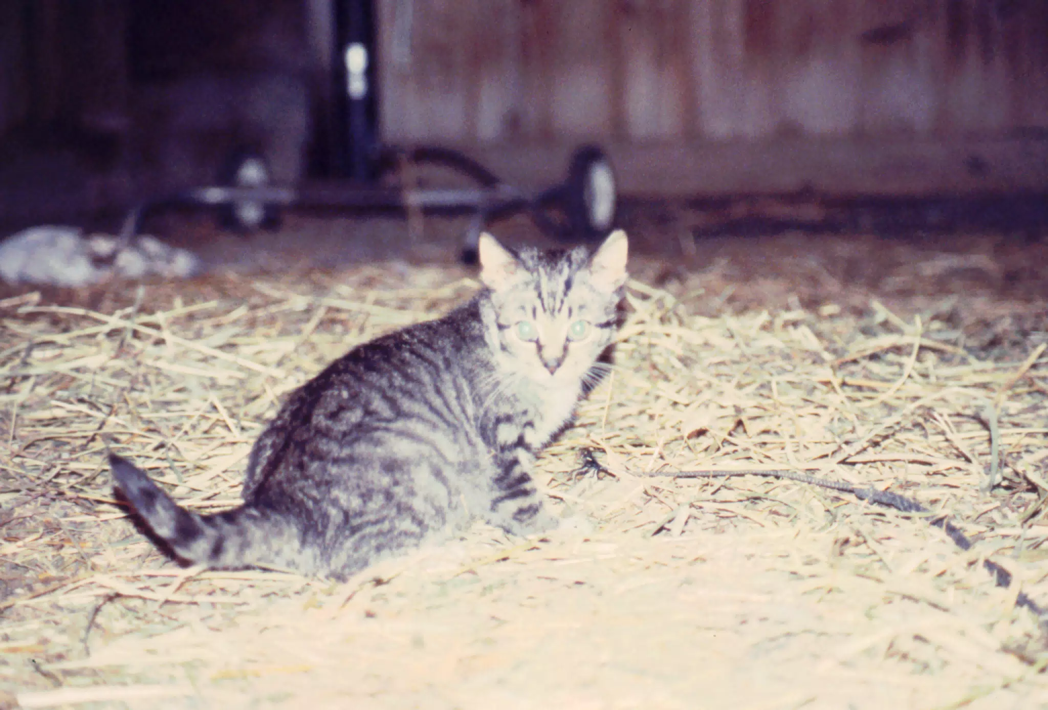 Barn Cat in Barn