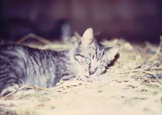 Barn Cat in Barn