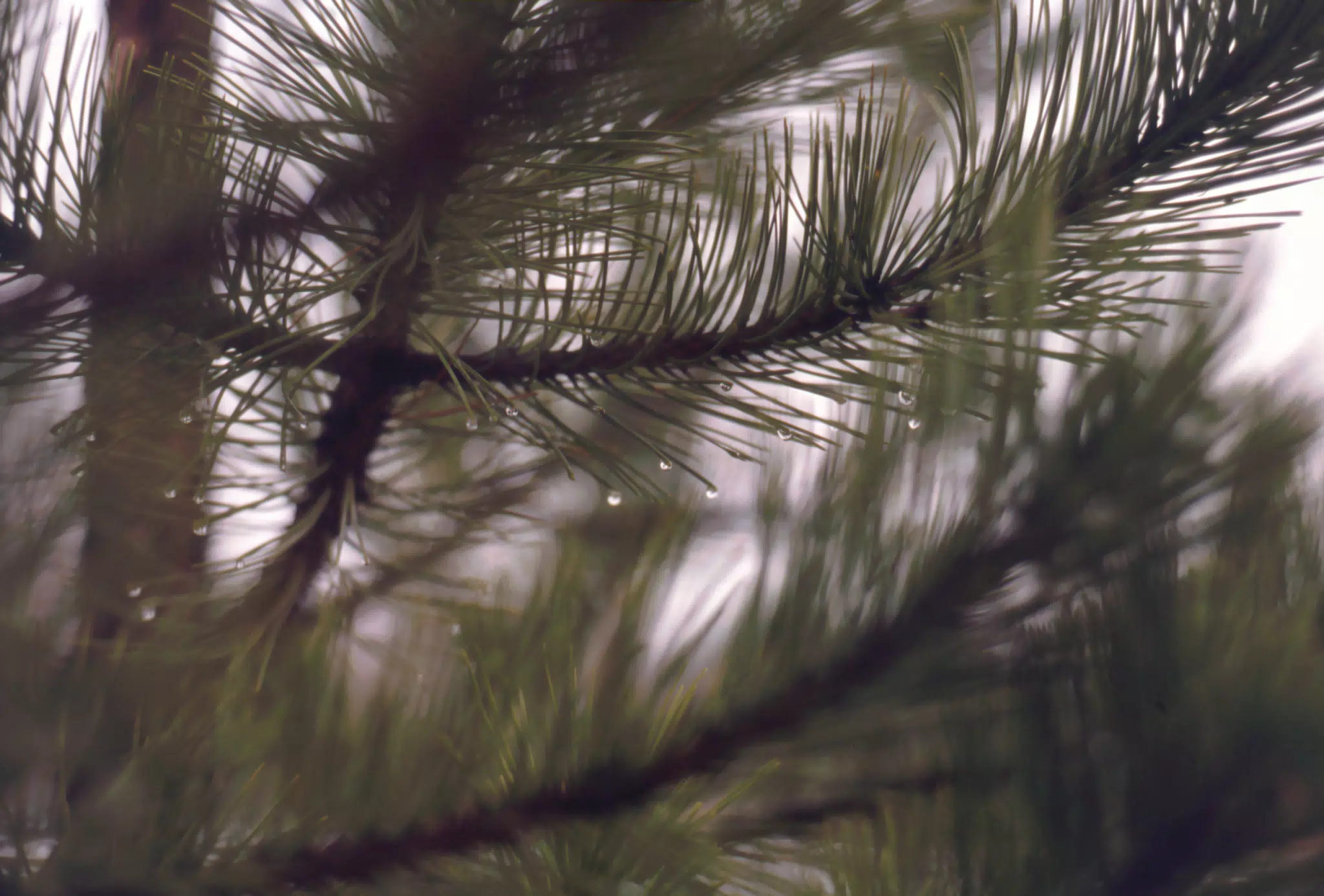 Pine Needles in Winter