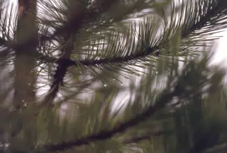 Pine Needles in Winter