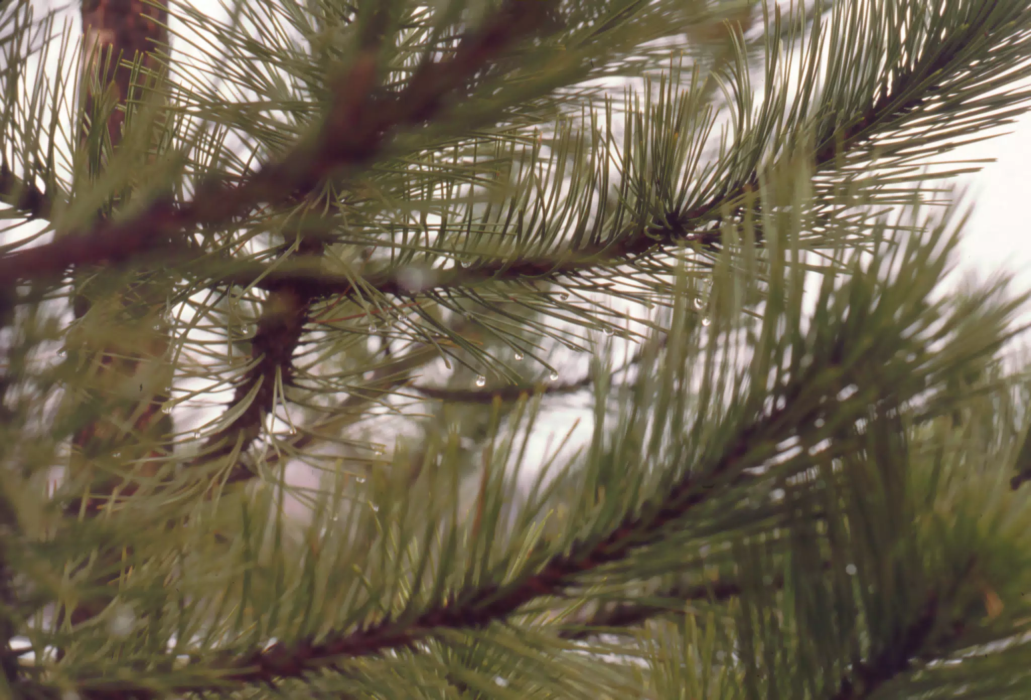 Pine Needles in Winter