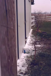 Cat Between Barn Doors in Winter
