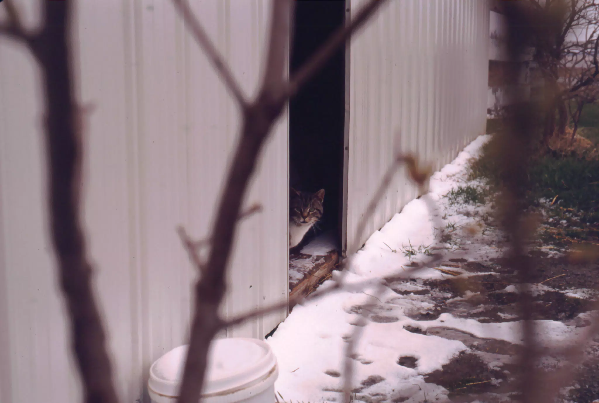 Cat Between Barn Doors in Winter