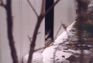 Cat Between Barn Doors in Winter