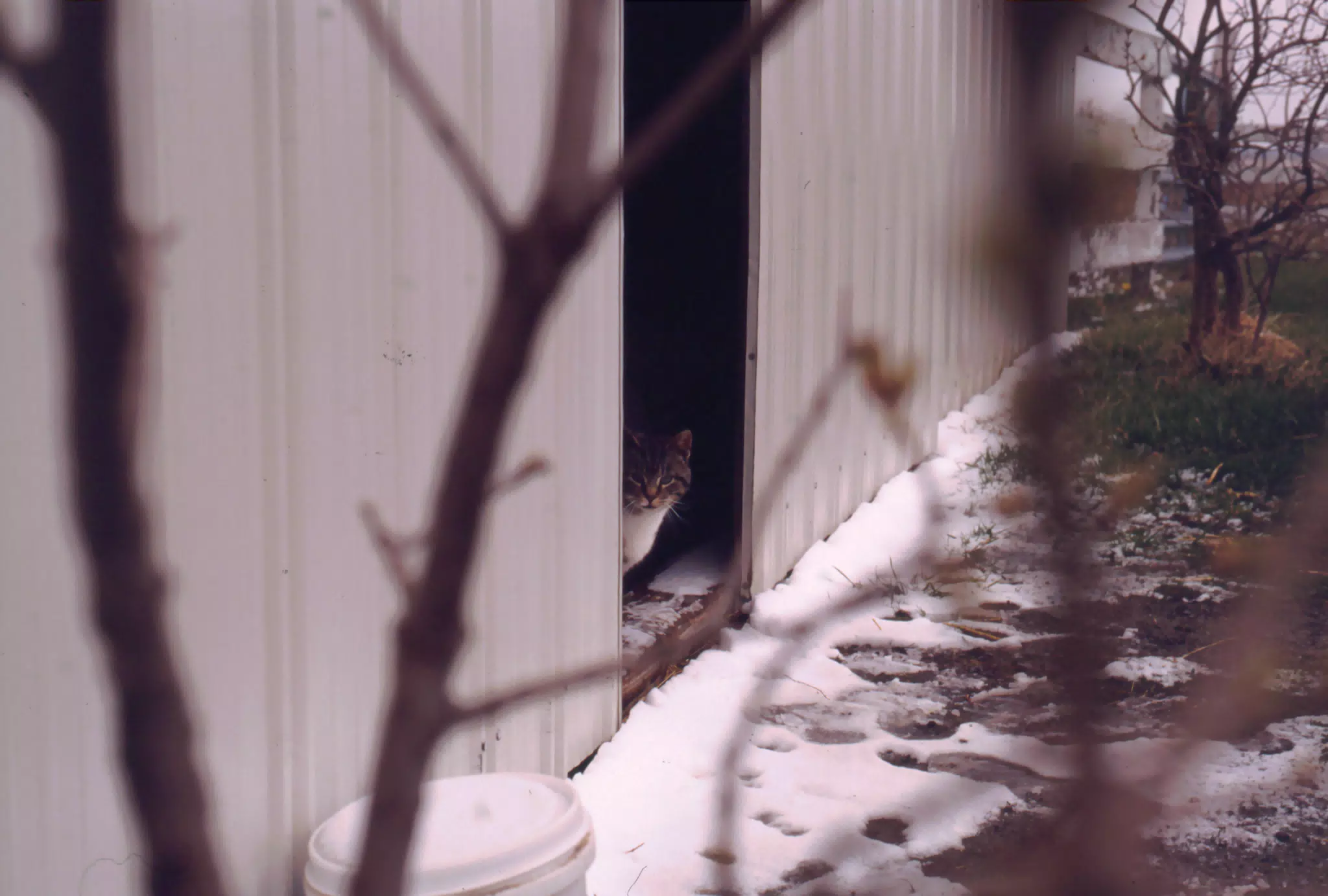 Cat Between Barn Doors in Winter