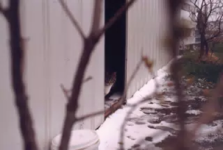 Cat Between Barn Doors in Winter