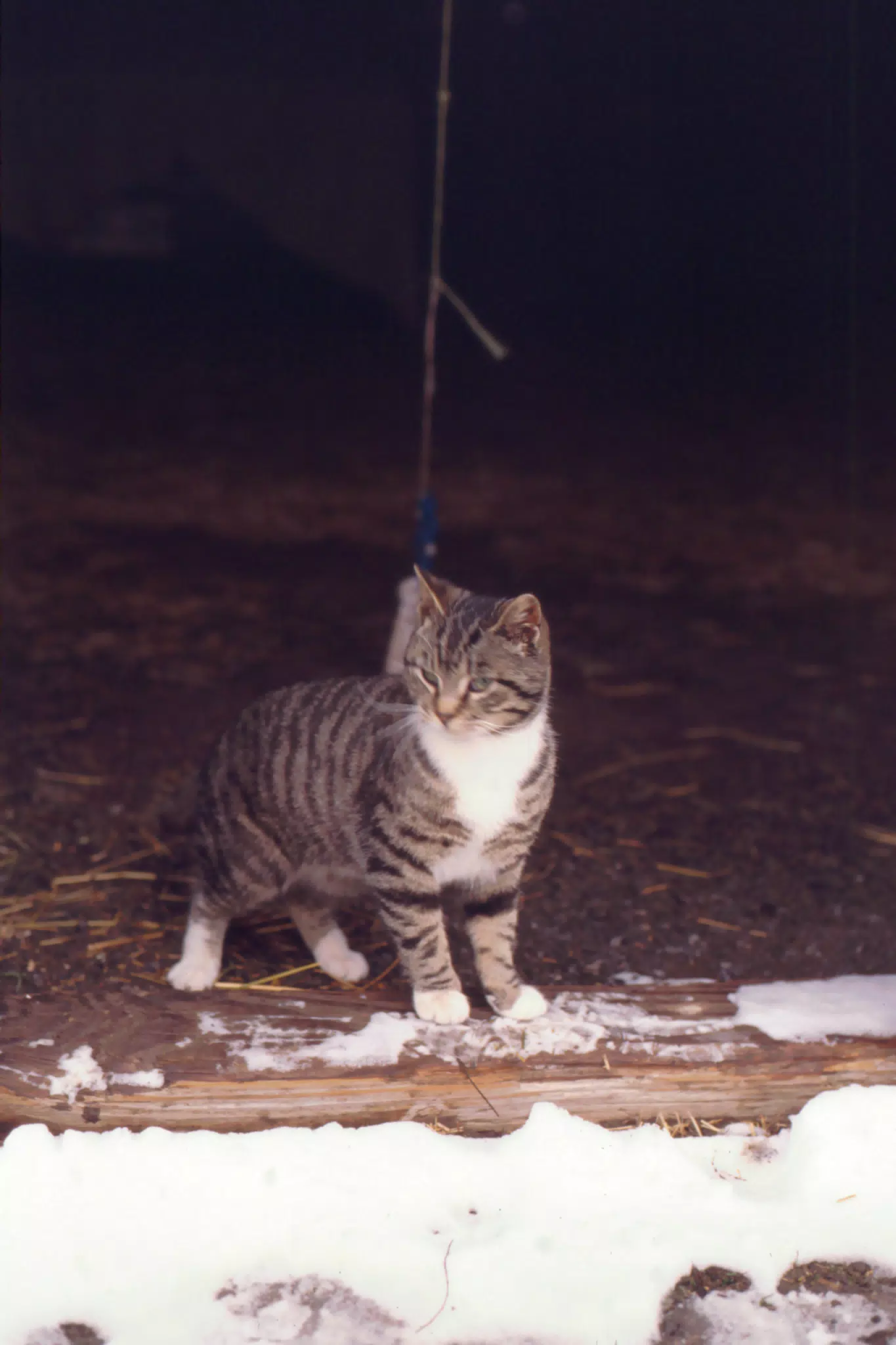 Cat Between Barn Doors in Winter