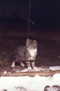 Cat Between Barn Doors in Winter