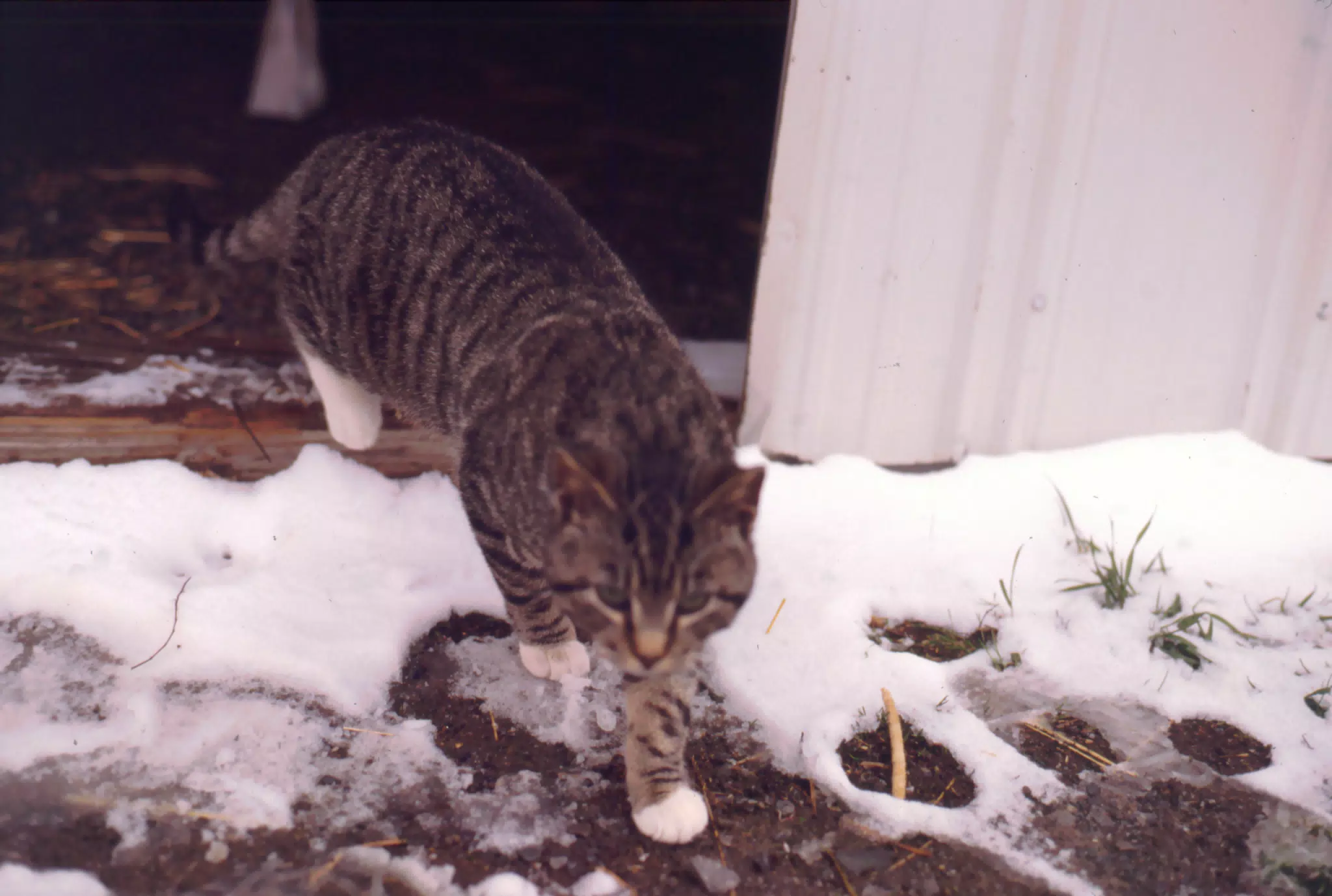 Cat Between Barn Doors in Winter