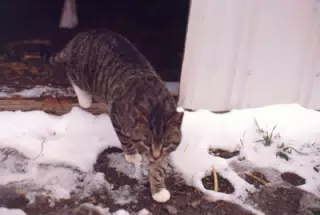 Cat Between Barn Doors in Winter