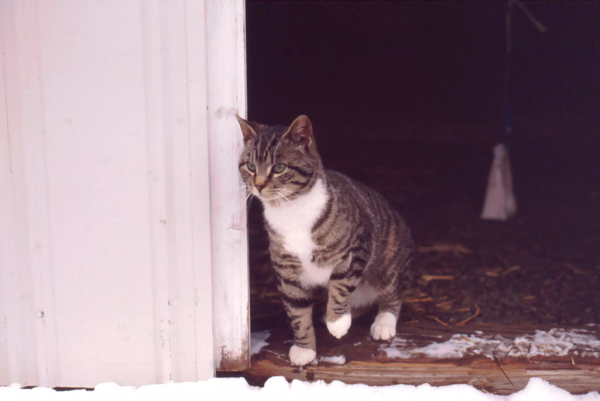 Cat Between Barn Doors in Winter