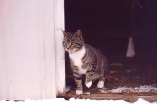 Cat Between Barn Doors in Winter