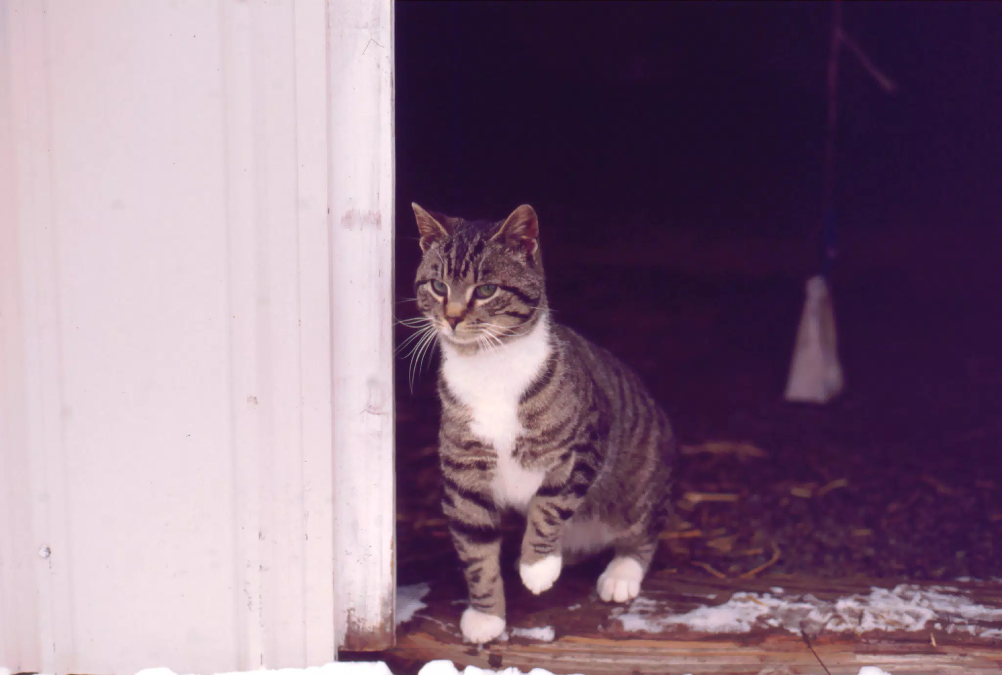 Cat Between Barn Doors in Winter