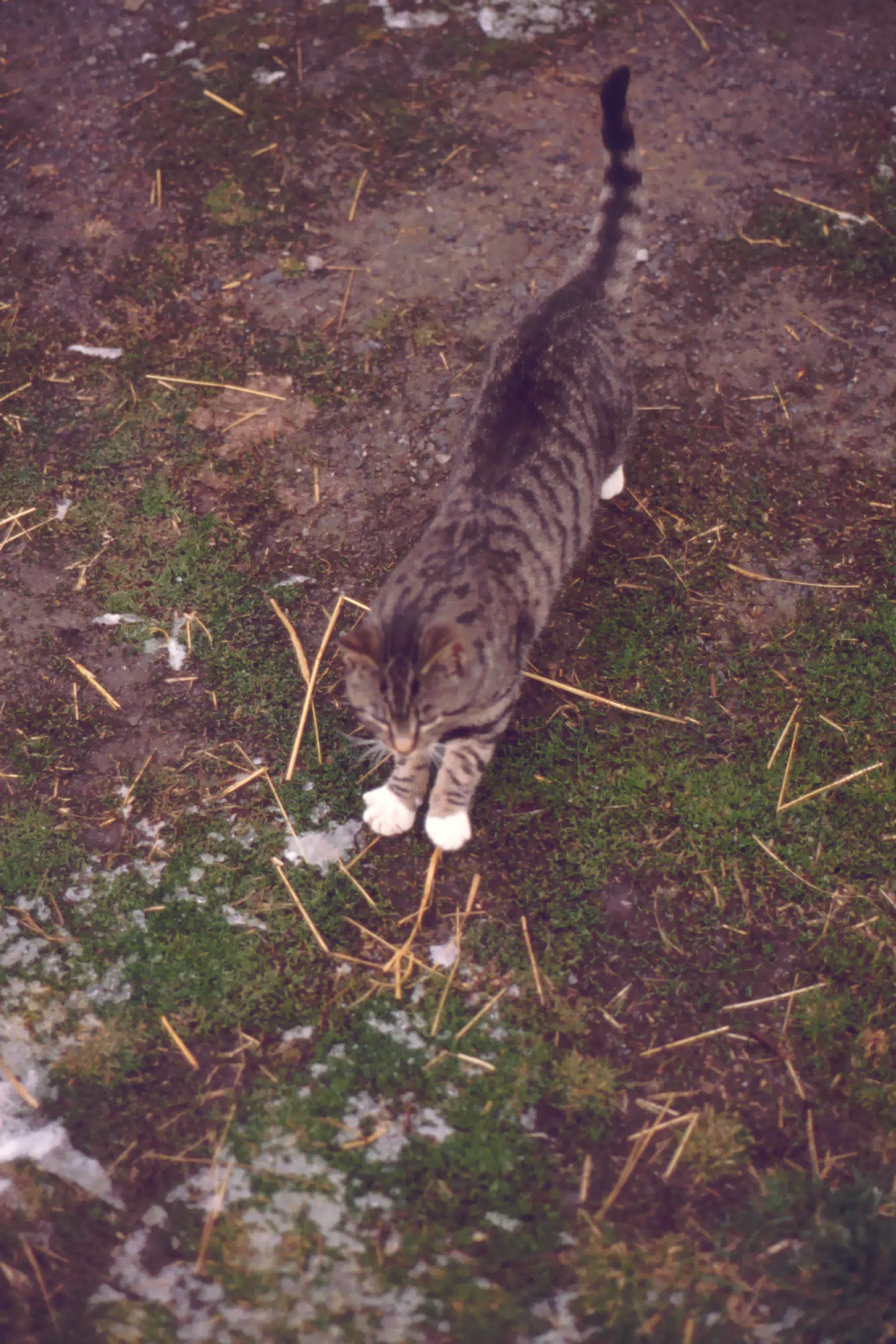Cat in Winter