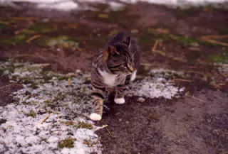 Cat in Winter