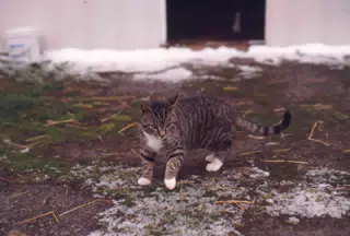 Cat in Winter