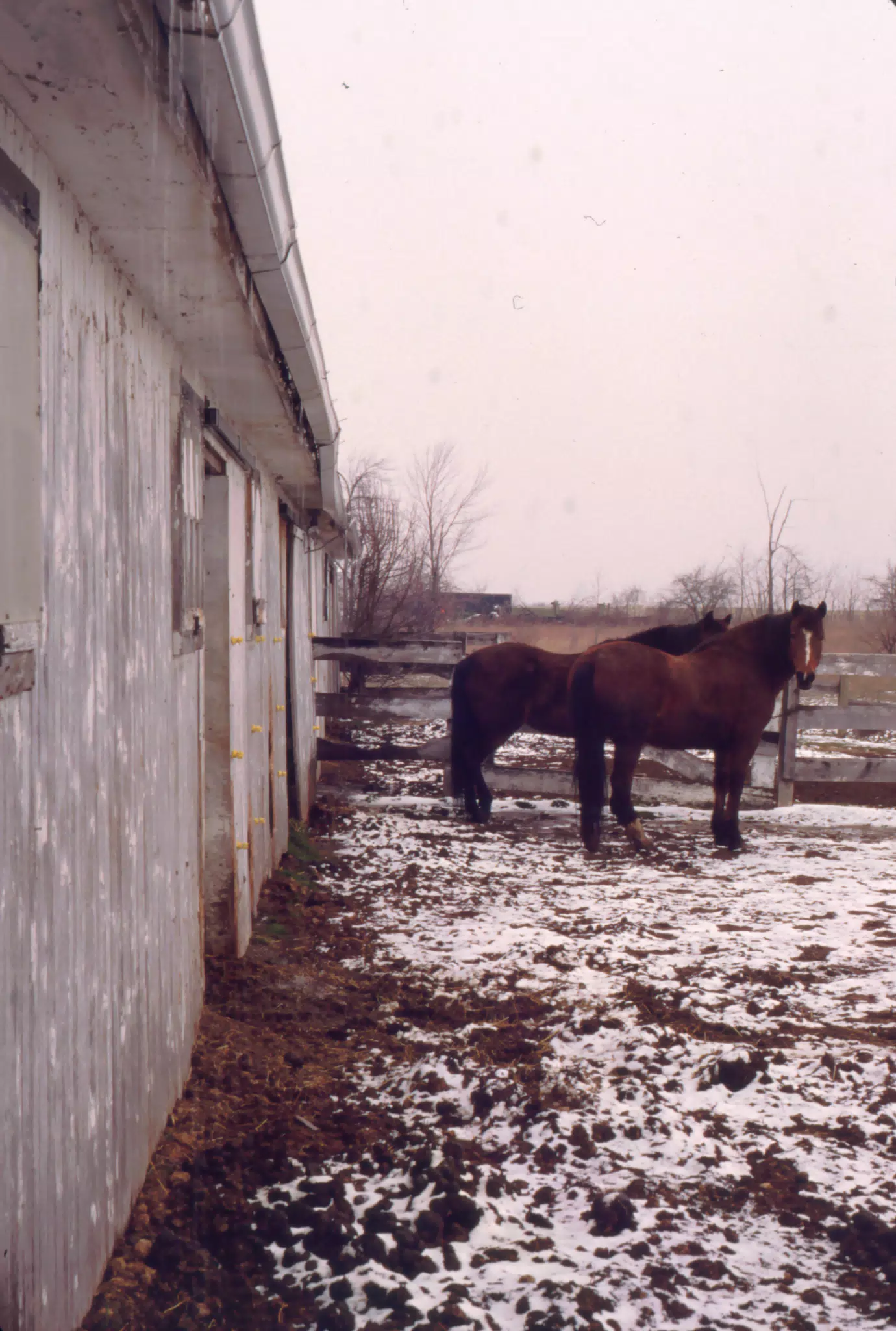 Horses in Winter