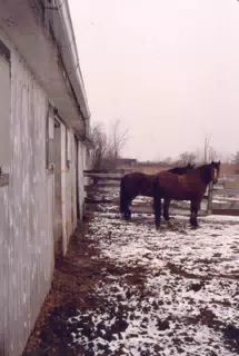 Horses in Winter