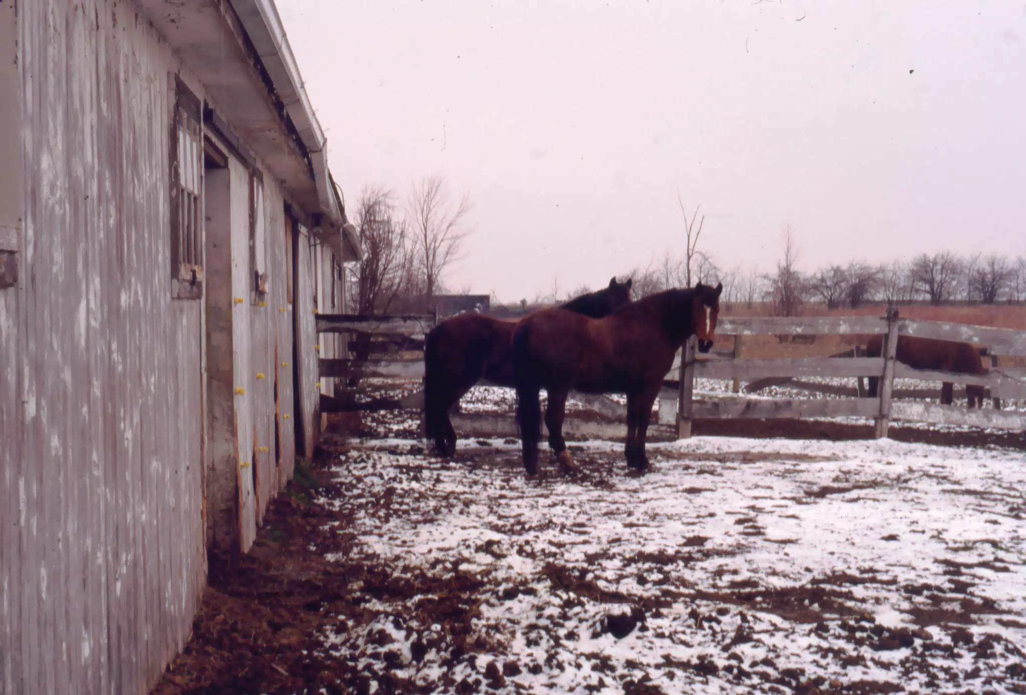 Horses in Winter
