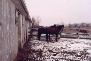 Horses in Winter