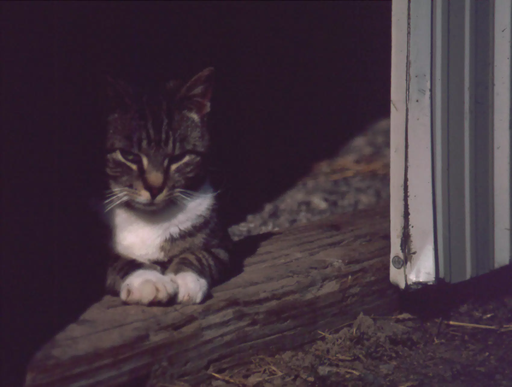 Cat Between Barn Doors in Winter