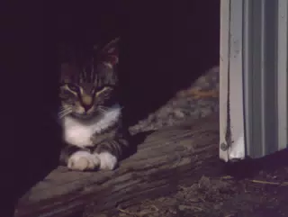 Cat Between Barn Doors in Winter