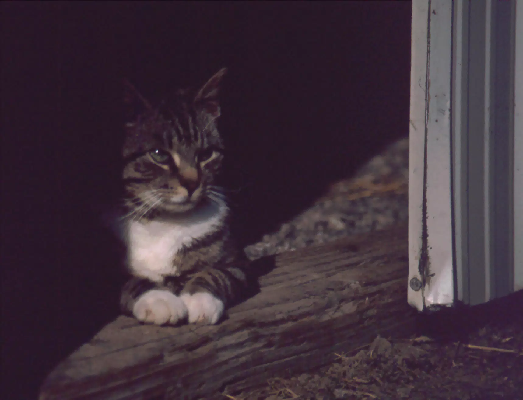 Cat Between Barn Doors in Winter