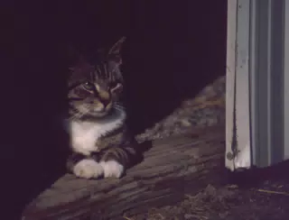 Cat Between Barn Doors in Winter