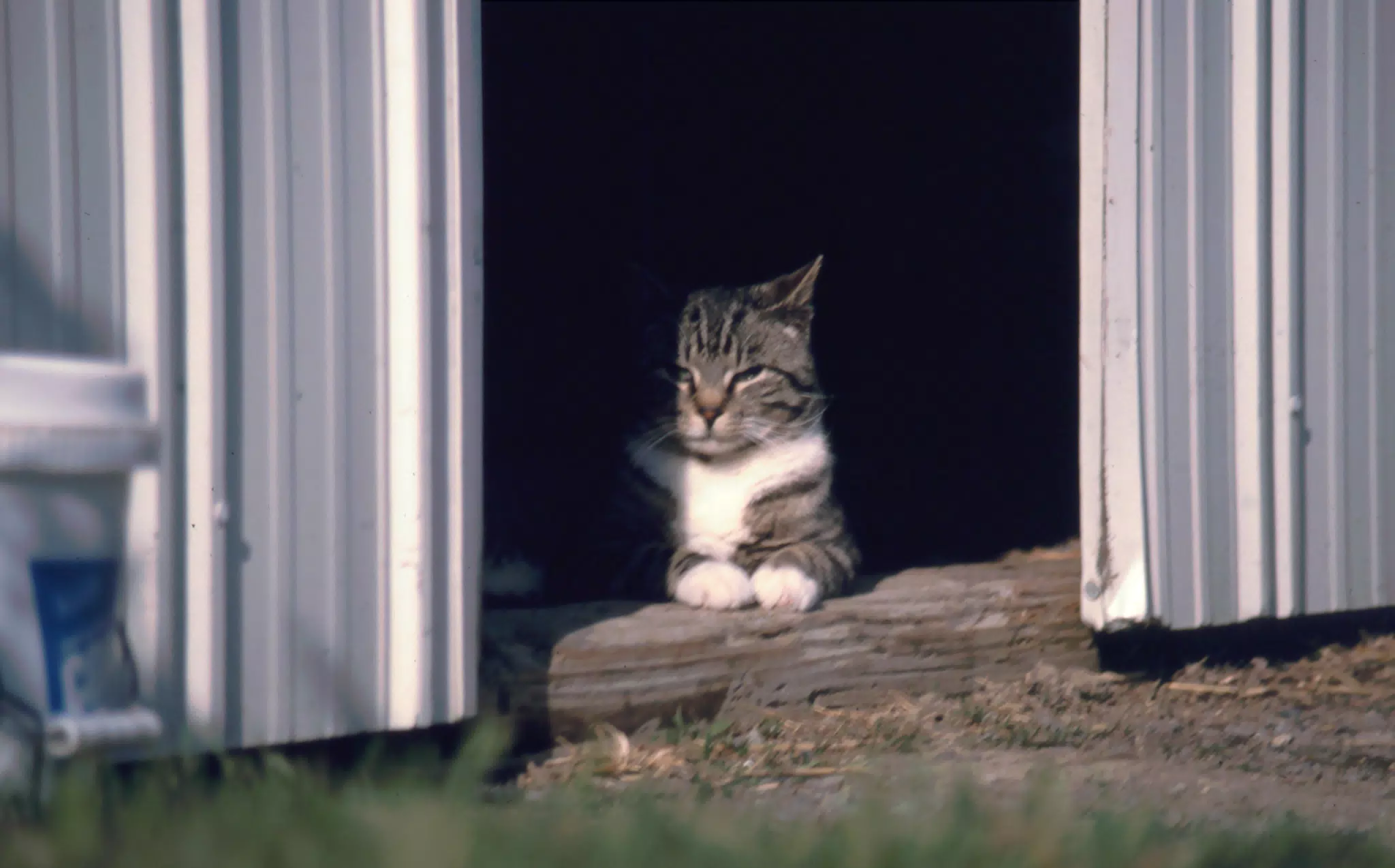 Cat Between Barn Doors in Winter