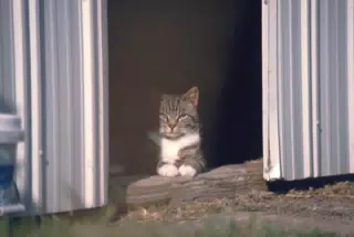 Cat Between Barn Doors in Winter