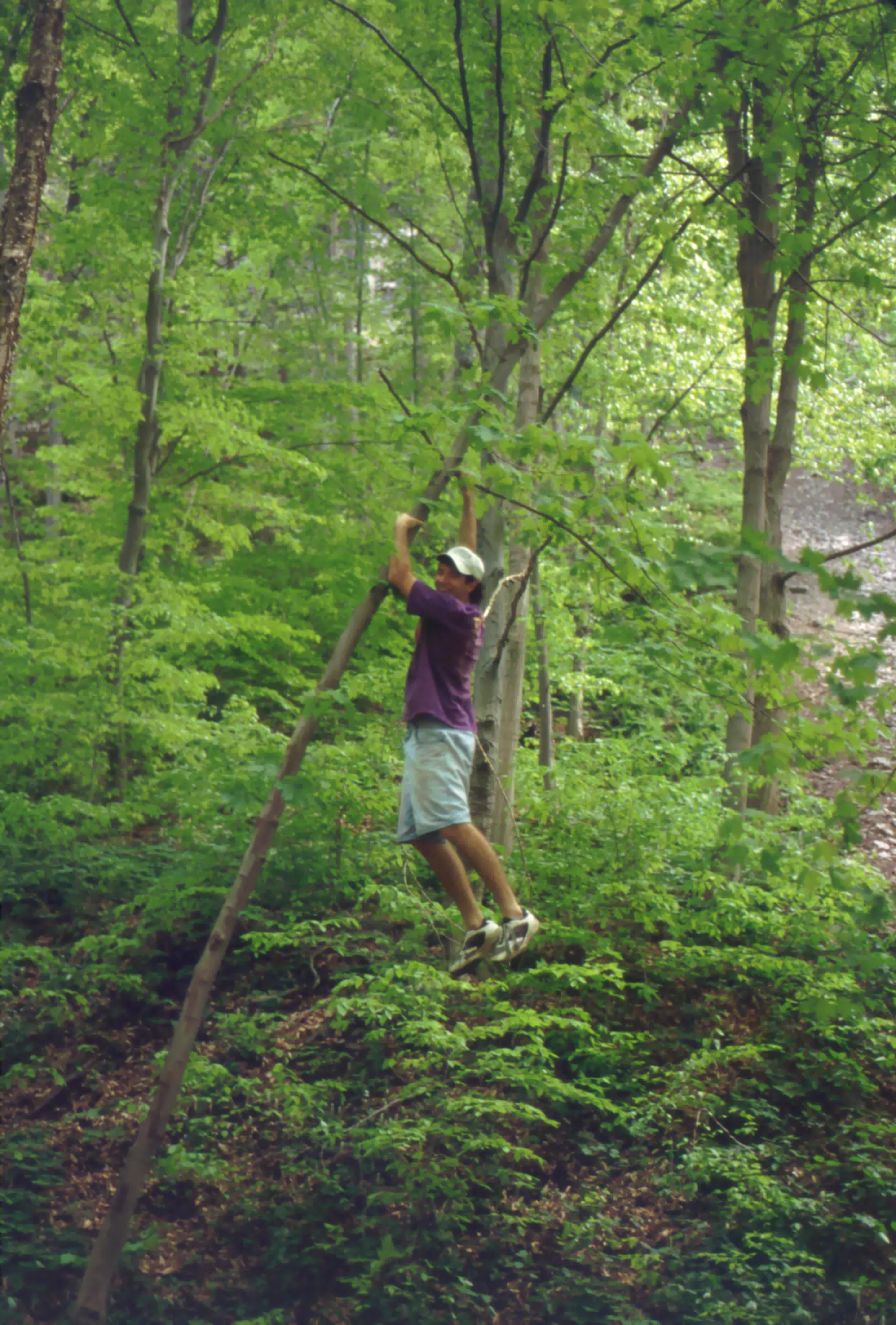 Jeff Simpson Climbing Tree in Taughannock State Park