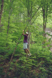 Jeff Simpson Climbing Tree in Taughannock State Park