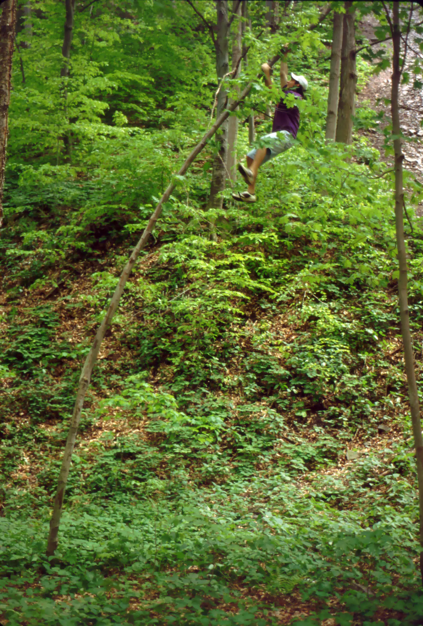 Jeff Simpson Climbing Tree in Taughannock State Park