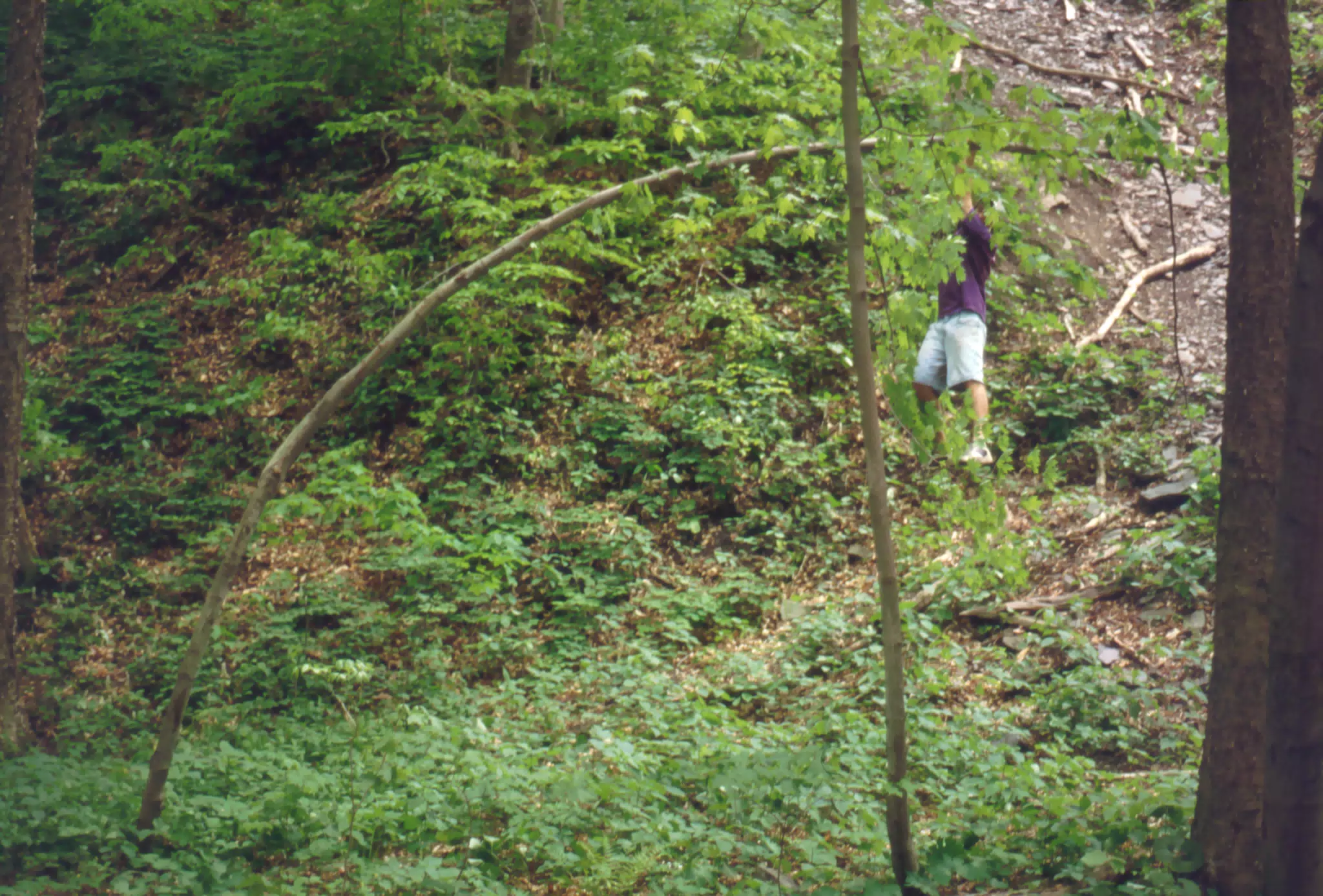 Jeff Simpson Climbing Tree in Taughannock State Park
