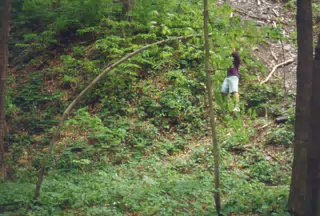 Jeff Simpson Climbing Tree in Taughannock State Park